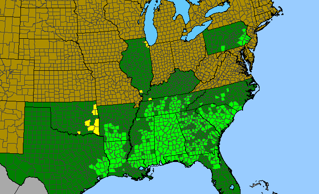 The range of Rhododendron canescens